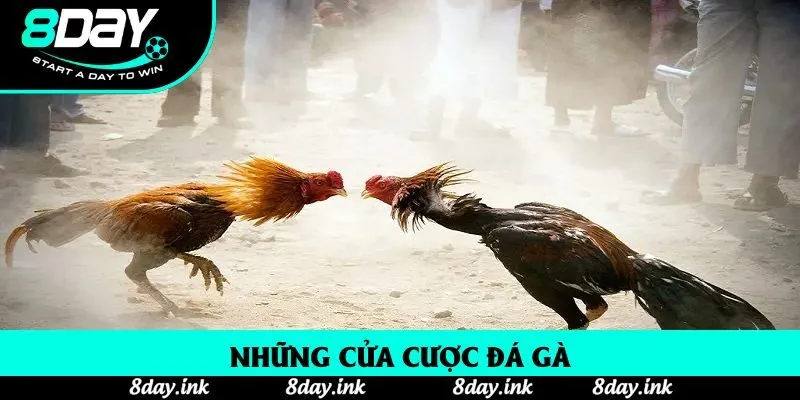 Những cửa cược đá gà