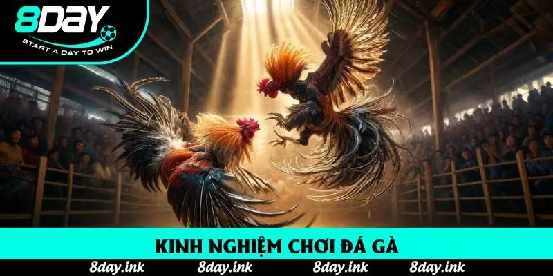 Kinh nghiệm chơi đá gà