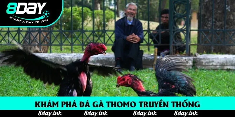 Khám phá đá gà thomo truyền thống